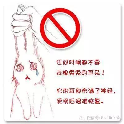 如何让兔兔躺在你怀里,如何让兔兔愿意让你抱