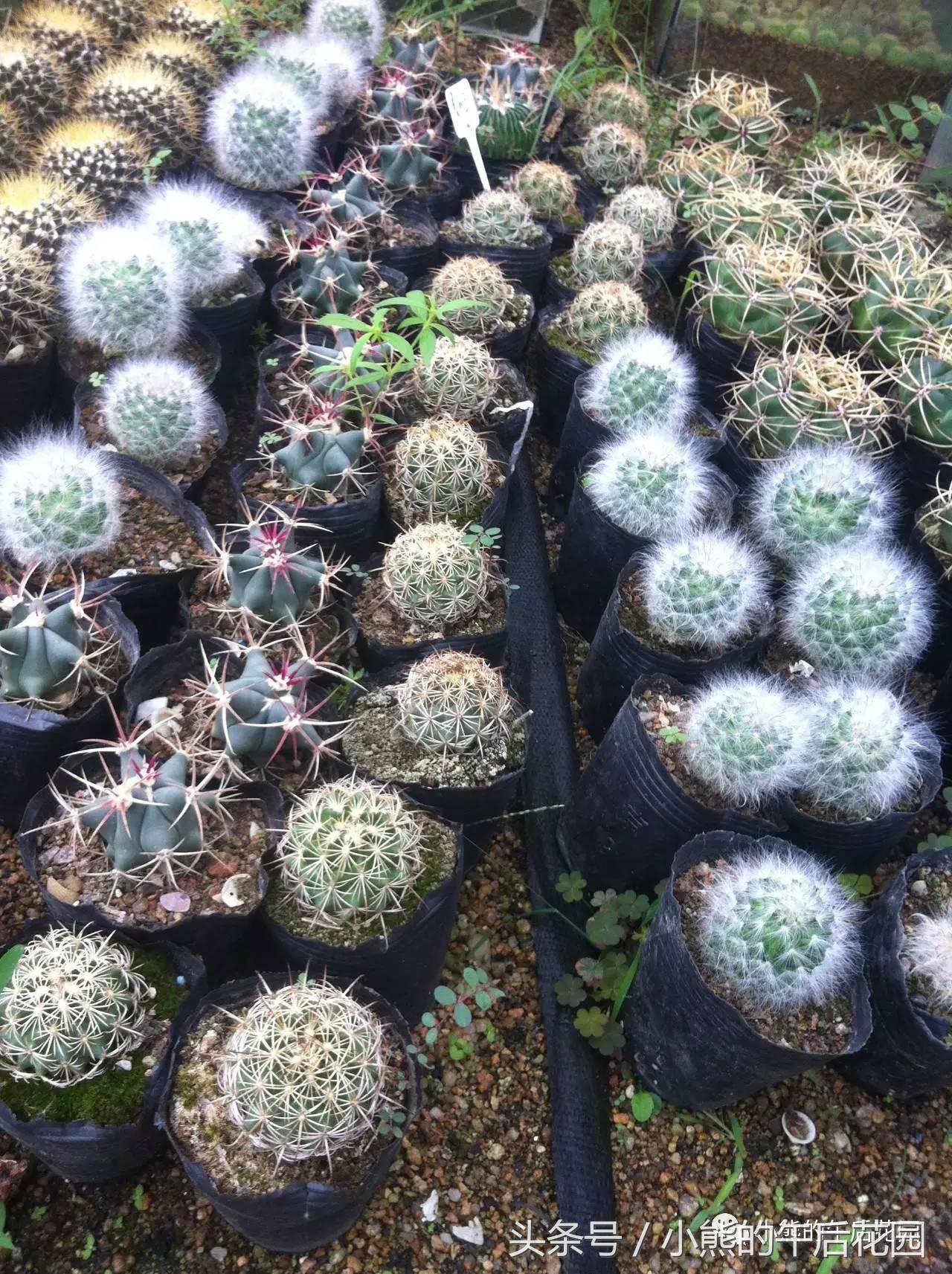 一九九六年历史大事,17年多肉市场变化趋势