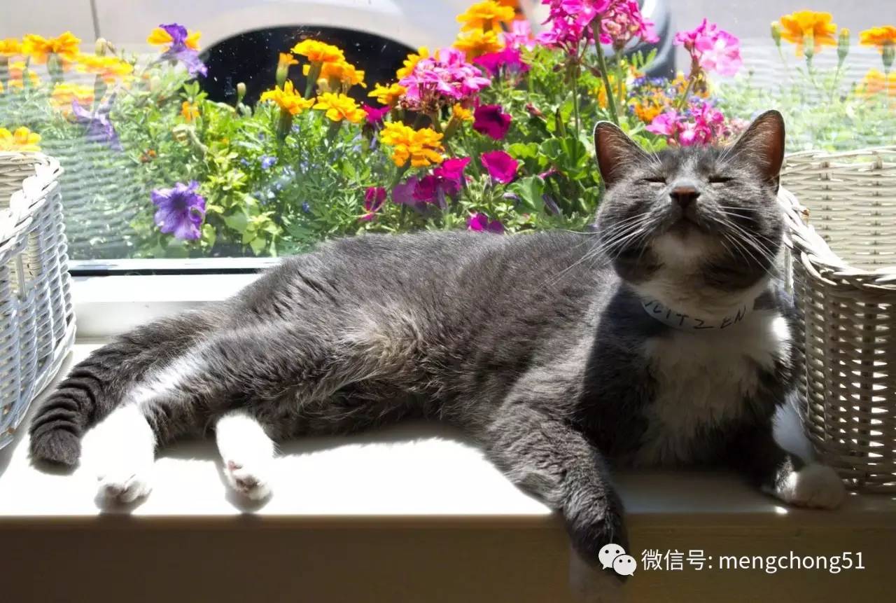 家有猫癣怎么消毒,家猫得了猫癣怎么预防传染人