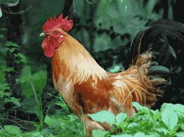 2017鸡年，关于鸡与咱大天津有这么多哏儿的故事，你知道么？