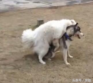 二哈和萨摩耶打闹，萨摩忽然耍流氓，过后二哈却这表现，让人哭笑