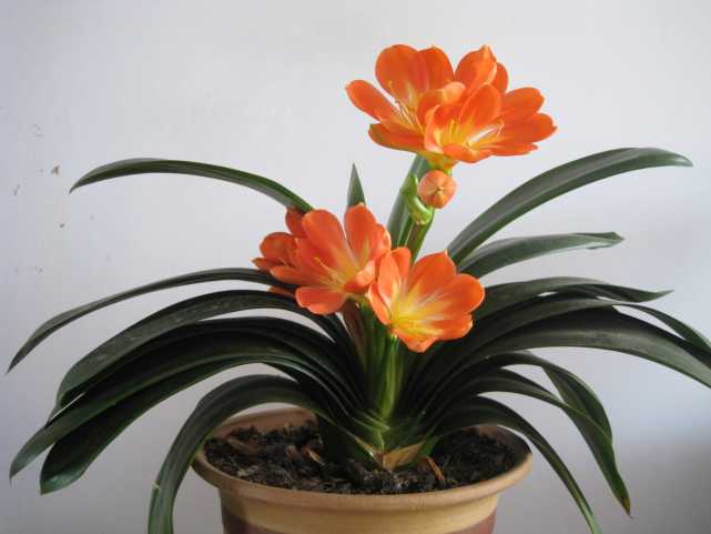 君子兰根烂了新换的土怎样浇水,君子兰烂心处理完可以浇水吗