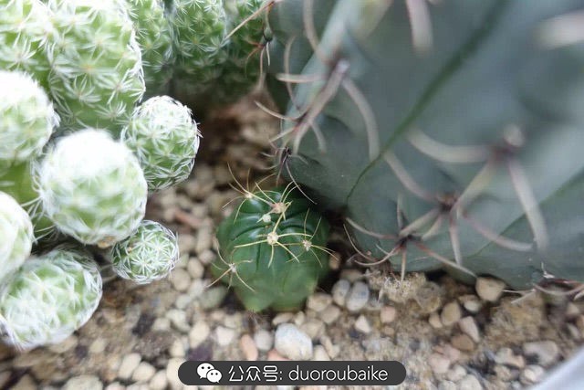 爱生活爱养花花卉绿植养护小知识,爱生活爱养花多肉植物养护小技巧