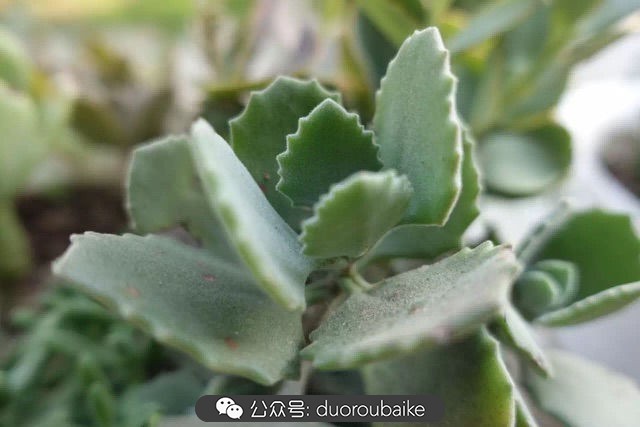 新手种植多肉植物教程,爱生活爱养花花卉绿植养护小知识