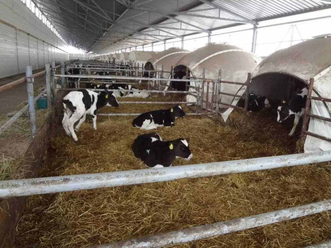 用心的犊牛管理者CRI国际兽医学博士——大卫L·布朗