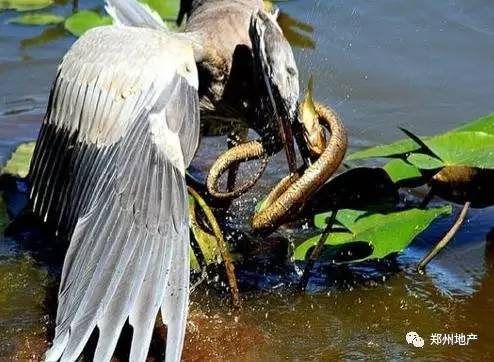 从鑫苑地块被瓜分说起，从万科合作长基民安说起，大鱼吃小鱼，小鱼没虾吃的时代来了！