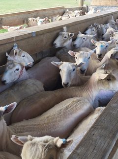 新西兰南岛11天自驾游攻略,新西兰北岛自驾游15天攻略