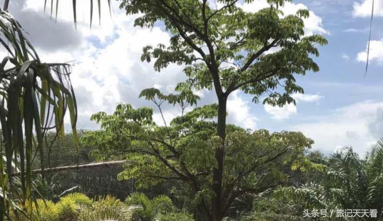 泰国普吉岛旅游攻略带酒,泰国普吉岛旅游能买什么