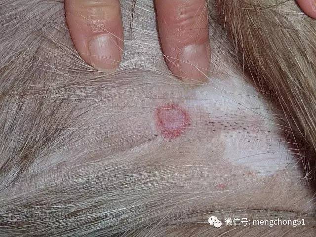 家有猫癣怎么消毒,家猫得了猫癣怎么预防传染人