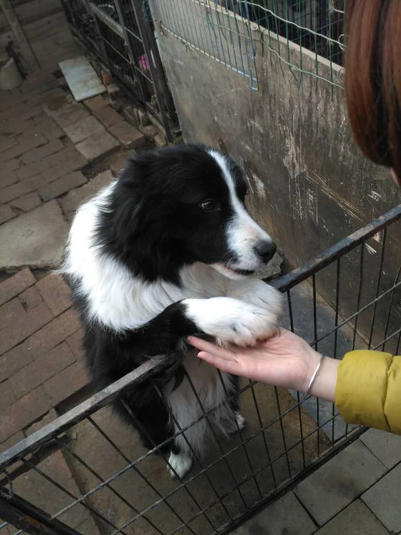 边牧常咬人该怎么制止,被救边牧原视频