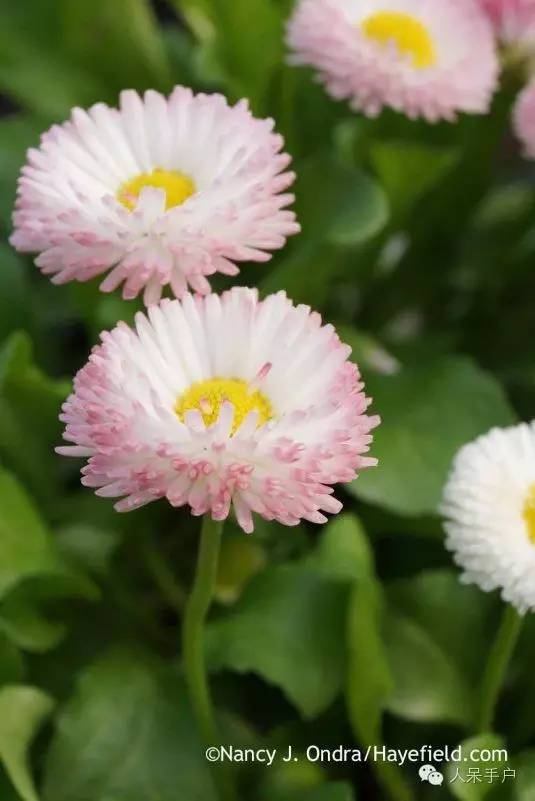 新年赏国花,世界各地最美的国花