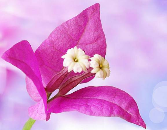 涓浗鍥借姳澶ц祻鍥剧墖,鍥借姳澶ц祻浜氭床鍥剧墖