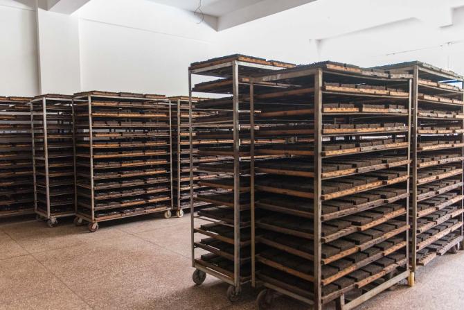 未来十年熟普将被改写？高等级毛茶制作的高端熟普会一统江湖？