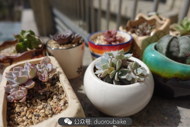 新手种植多肉植物教程,爱生活爱养花花卉绿植养护小知识