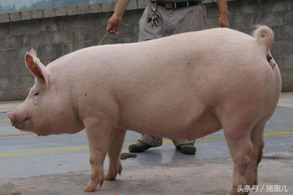 母猪肥胖,母猪重度肥胖对妊娠的危害