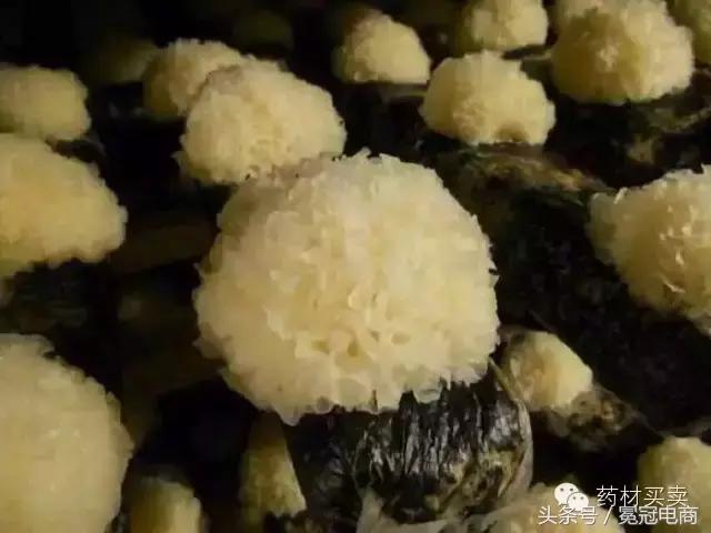 三分治，七分养！十大“健康”养肺中药，让你远离结核病！