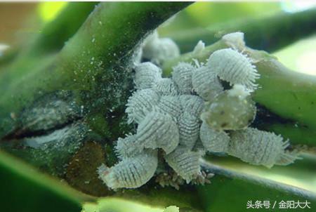 白牡丹多肉怎么栽培,多肉白牡丹养殖方法