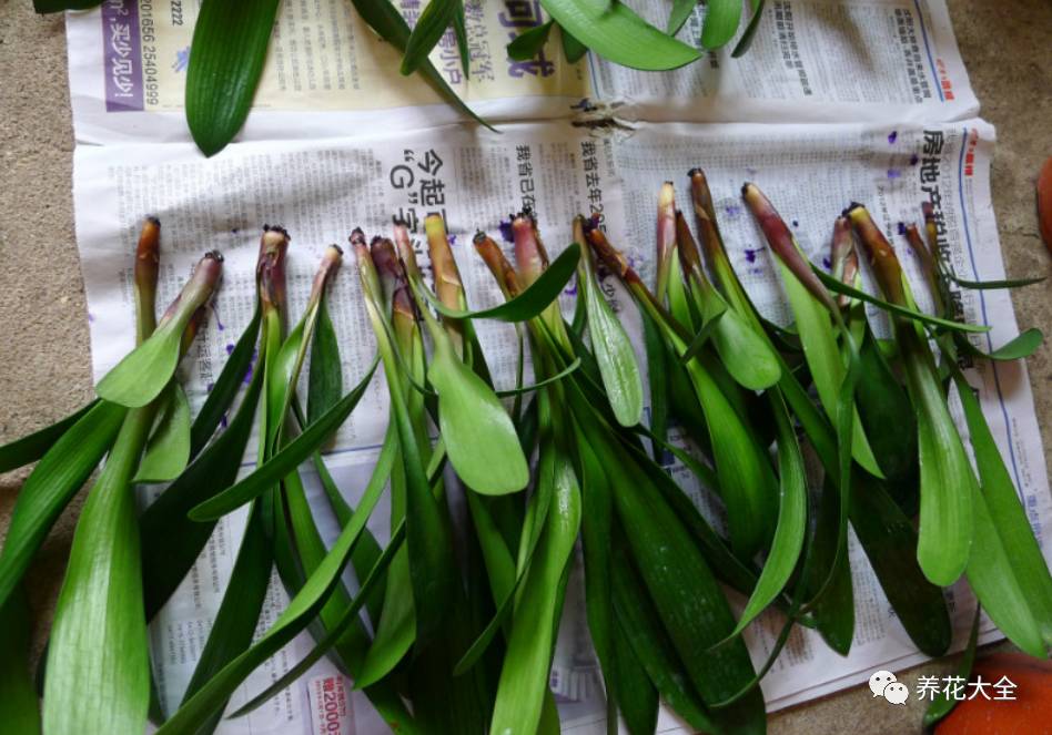 别人家的君子兰,君子兰没长出来就开花了怎么回事