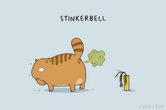 铲屎官要注意小猫咪的一些行为,铲屎官的猫都是什么品种图