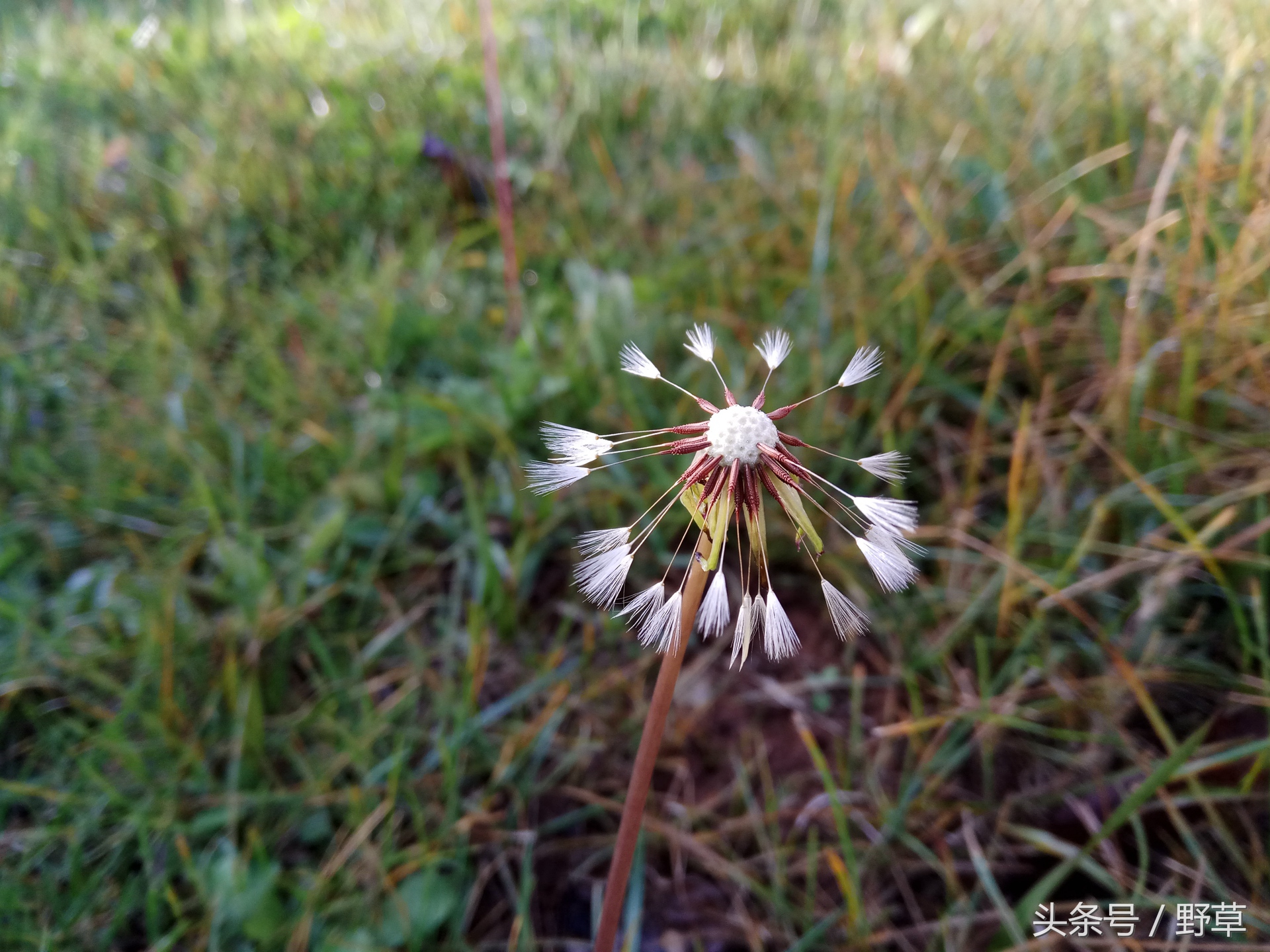 吴秀波刘诗诗刘昊然代言红米,红米广告刘诗诗吴秀波刘昊然