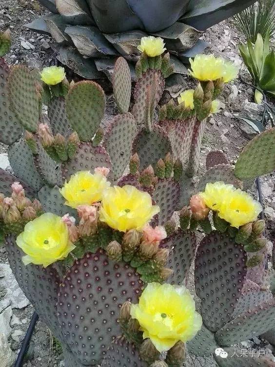 涓浗鍥借姳澶ц祻鍥剧墖,鍥借姳澶ц祻浜氭床鍥剧墖