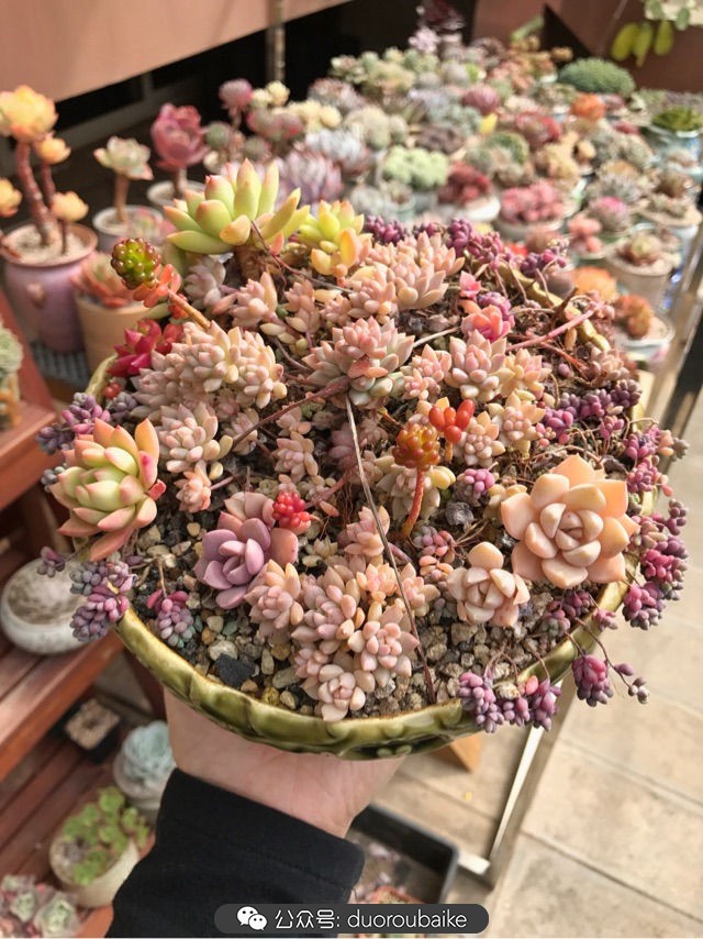 大姬星美人多肉,姬星美人怎么样爆盆