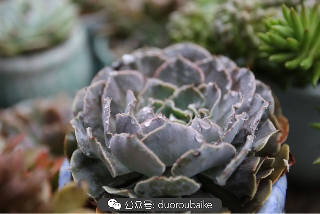 新手种植多肉植物教程,爱生活爱养花花卉绿植养护小知识