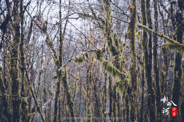 「成都躲霾攻略」喇叭河的圣诞奇缘