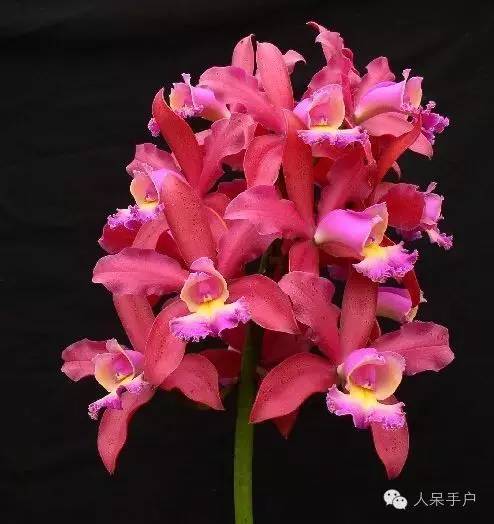 涓浗鍥借姳澶ц祻鍥剧墖,鍥借姳澶ц祻浜氭床鍥剧墖