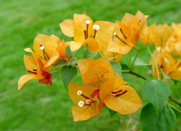 涓浗鍥借姳澶ц祻鍥剧墖,鍥借姳澶ц祻浜氭床鍥剧墖