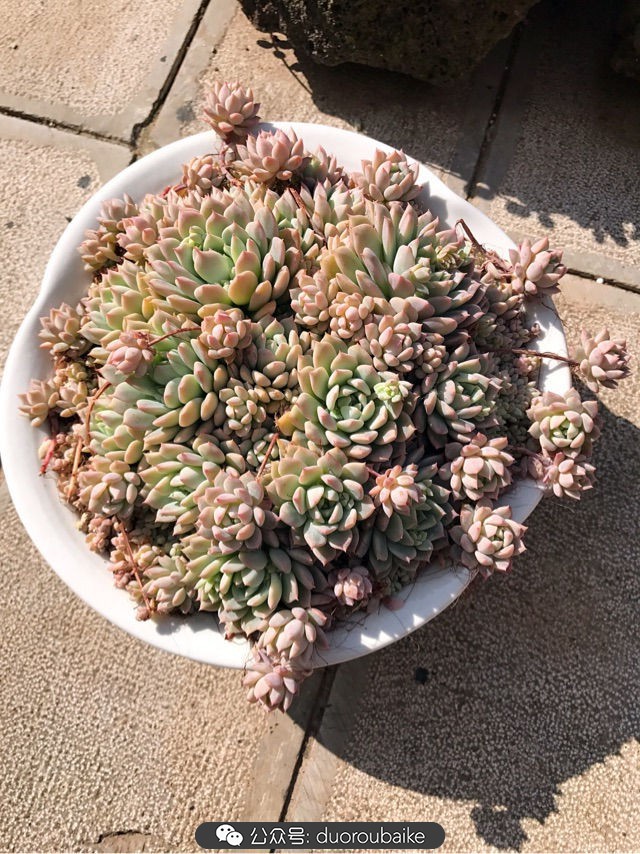 大姬星美人多肉,姬星美人怎么样爆盆