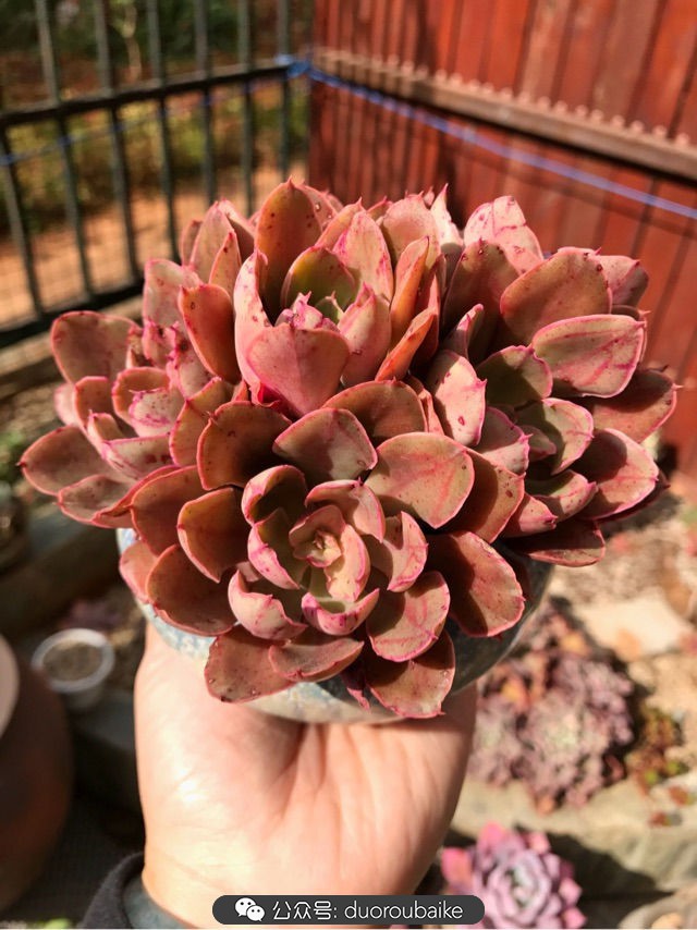 大姬星美人多肉,姬星美人怎么样爆盆