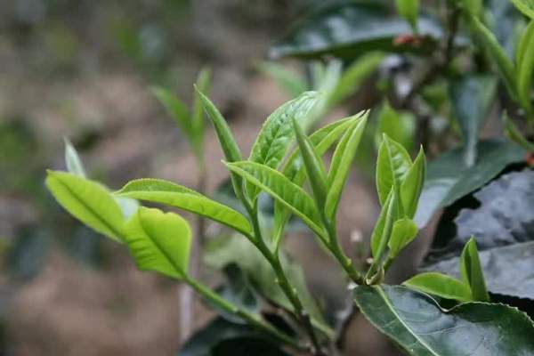 老班章普洱茶的卖点,2002勐海老班章普洱茶价格