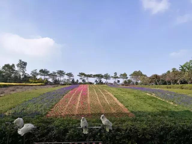 广东冬天看雪的最佳旅游地,广东周边冬天看雪最适合去哪旅游
