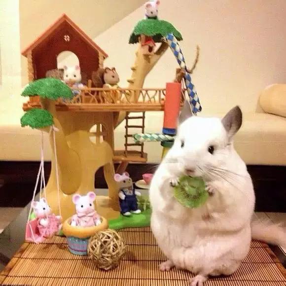 龙猫为什么那么贵呢?