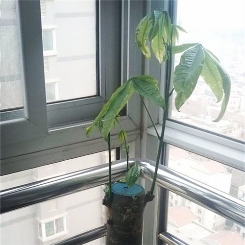 死了的发财树怎么养才能活,快枯萎的发财树怎么样能养好