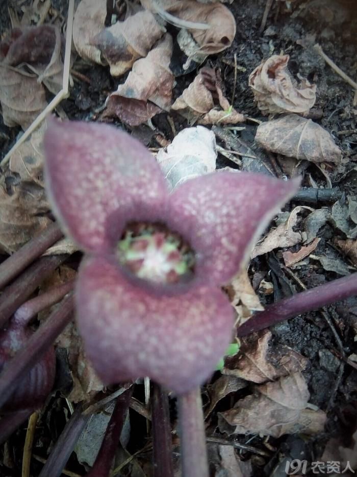 什么草活血止痛,地里常见的中草药