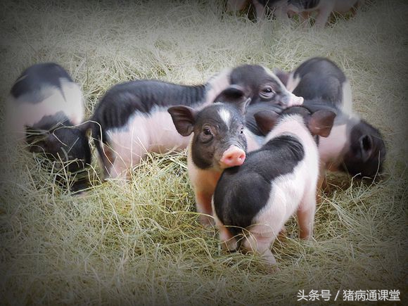 母猪配种后流乳白色的豆腐渣是怎么回事呢?