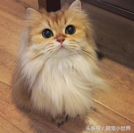 十大高颜值猫照片,唯一一张最可爱猫咪图片