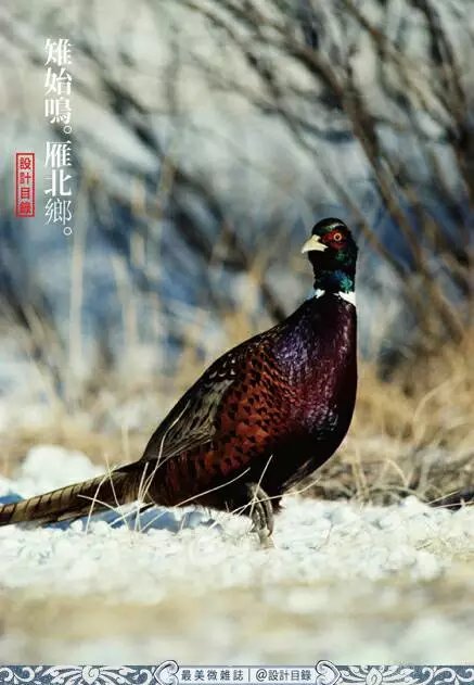 风吹腊梅香的诗句,风吹腊梅香时至小寒