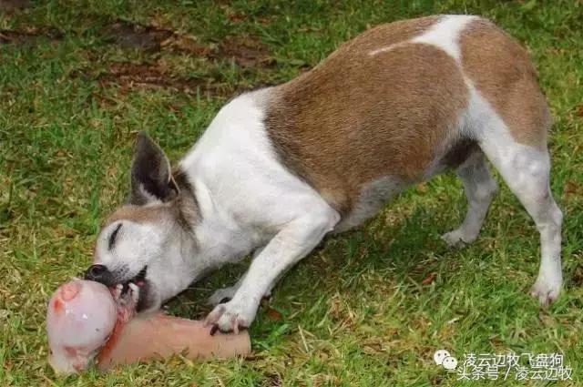 注意!骨头可以杀死狗!