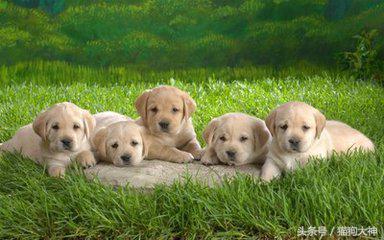 想养好狗狗应该看什么书,想养狗狗金毛