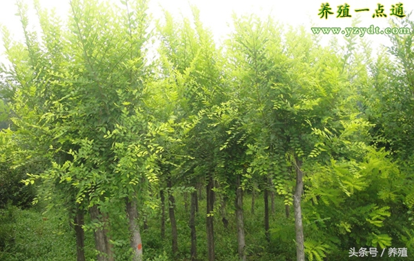 十种树叶养兔可部分替代饲料,哪种牧草养兔长得快最有效