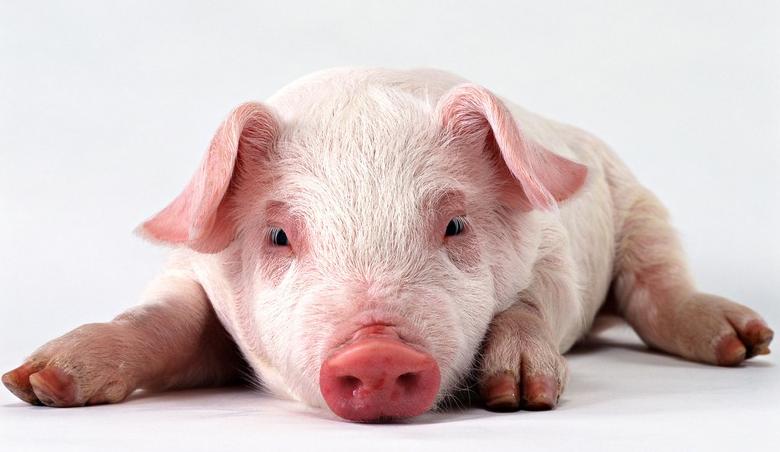 育肥阶段猪外伤怎么治疗,猪外伤最佳治疗方法