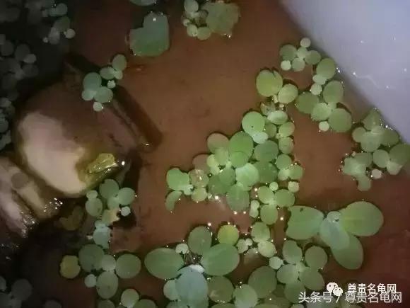 懒人养龟有诀窍，泥水生态养殖就是那么简单！