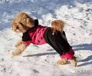 宠知识|冬季狗狗护理注意事项，你有留心到吗？