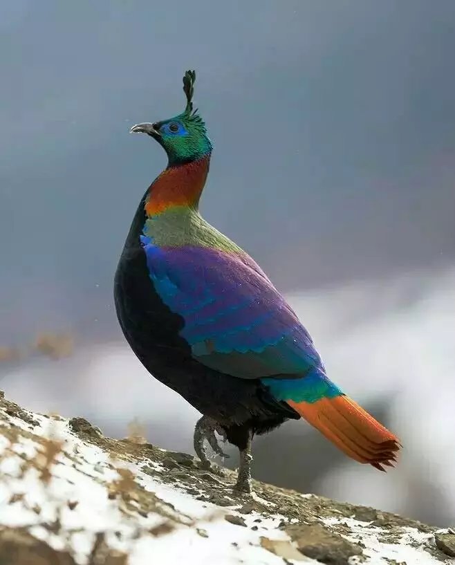 风吹腊梅香的诗句,风吹腊梅香时至小寒