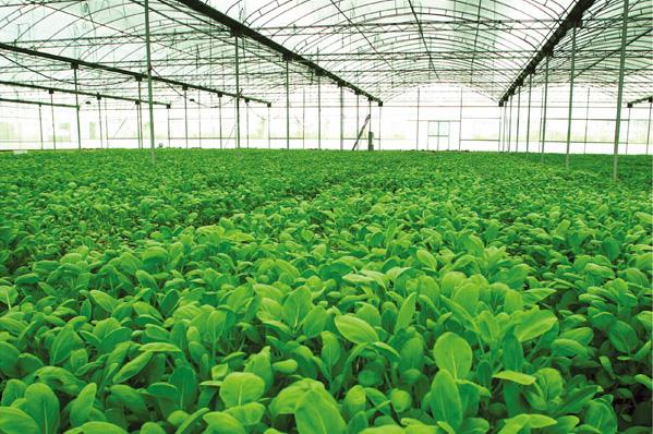 农业种植补贴2023政策趋势,今年农业项目有哪些新政策