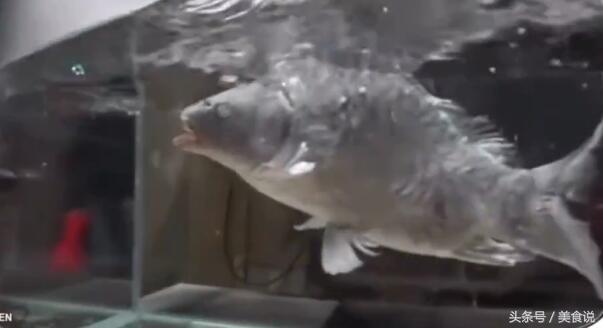 把鱼放进液氮里一天还能活吗,老外把活鱼扔入液氮