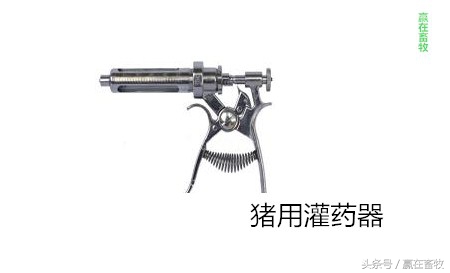 给病猪输液配的什么药,猪生病怎么喂药最好